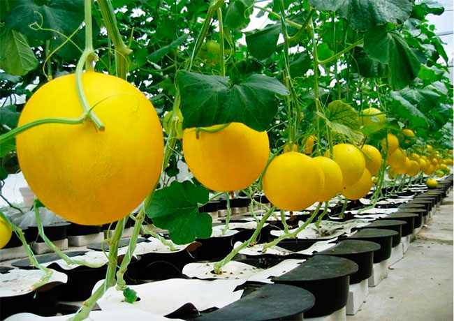  Cultivo de melones en invernadero.