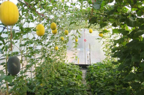  Melones en invernadero