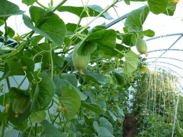  Los ovarios de los futuros melones en los arbustos en el invernadero.