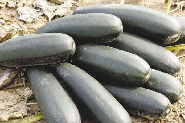  Recolecte los calabacines con regularidad cuando los frutos alcancen los 15-20 cm, cada 2-3 días.