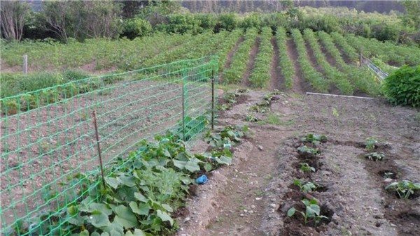  La fijación más confiable se debe asegurar en el centro del enrejado, ya que la malla en esta parte experimentará la carga máxima.