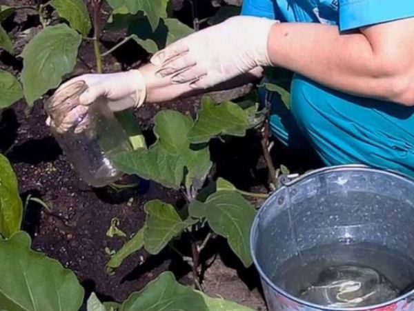  La alimentación de berenjenas es una parte integral del cuidado, que se recomienda realizar al menos cinco veces por temporada.