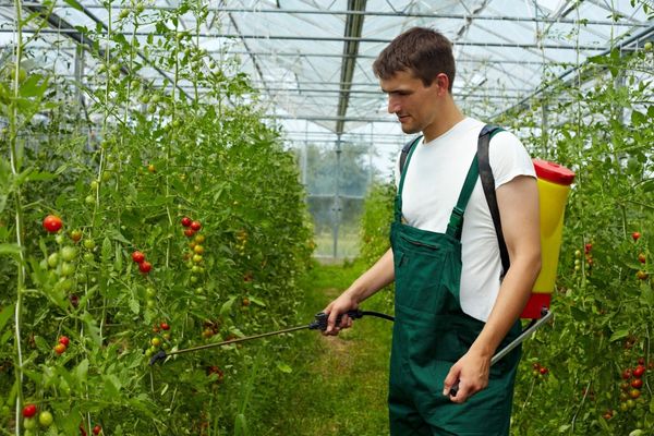  Les meilleurs fongicides pour les tomates