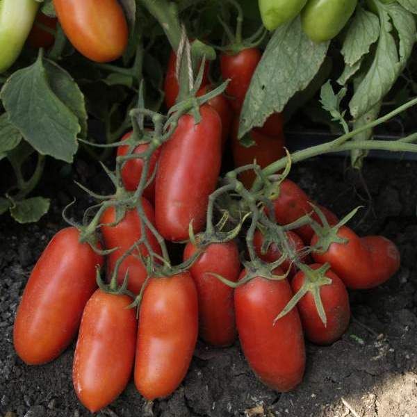  Variété de tomates Gulliver