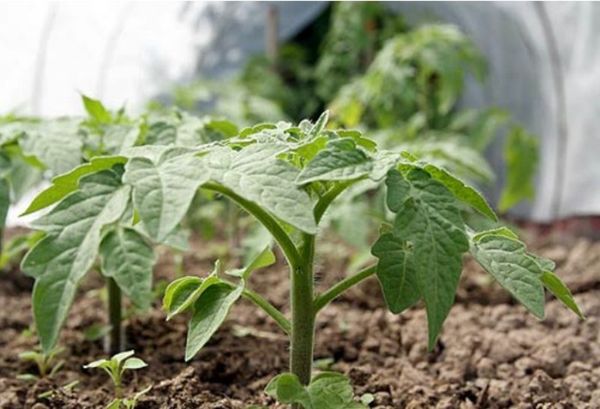  Les semis de Gulliver doivent être plantés en serre.