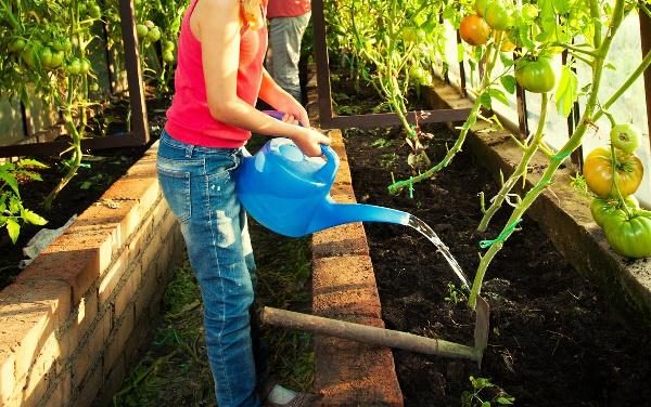  Lorsque vous cultivez des tomates dans une serre, il est important d'arroser régulièrement avec de l'eau tiède.