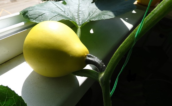  Calabaza en el balcon