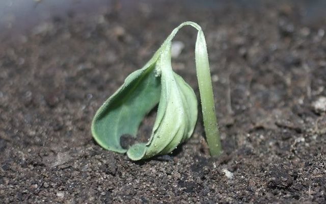  Enfermedades de las plántulas de pepino.