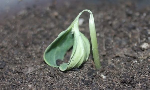  Enfermedades de las plántulas de pepino.