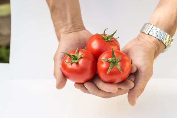  Tomate Lyubasha