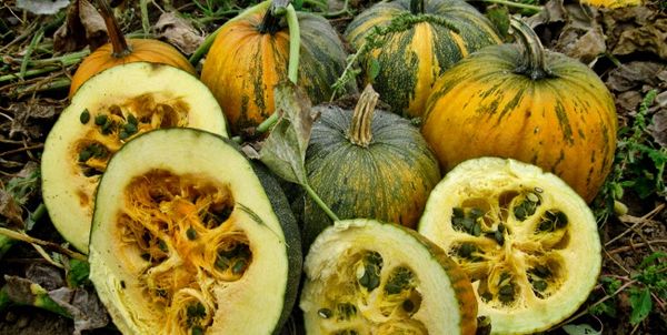  El grado de maduración de las frutas se determina por el secado de las hojas, el tallo