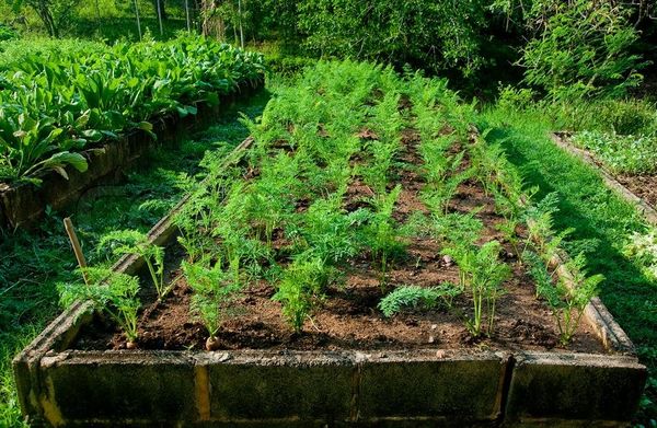  Preparación de camas para la siembra de zanahorias.