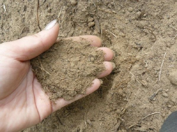  En el suelo arenoso, las zanahorias se sentirán bien al agregarlas orgánicas.