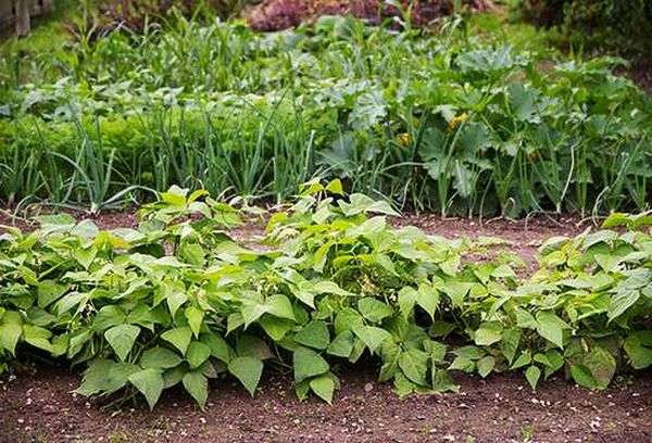  Si los frijoles han crecido, puede plantar zanahorias en este lugar.