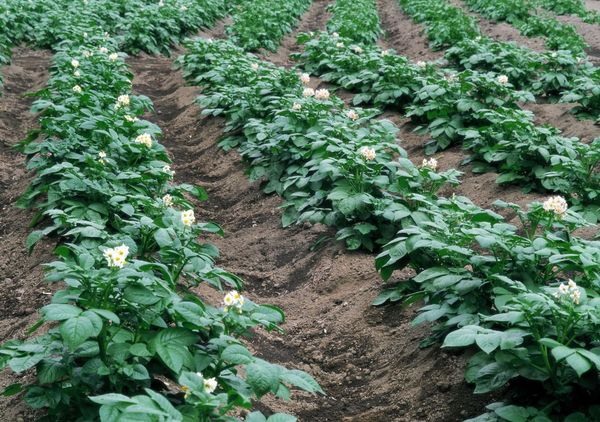  Planter des pommes de terre dans les crêtes