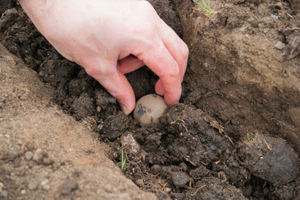  Les tubercules sont placés à une distance de 30 à 35 cm les uns des autres et saupoudrés de terre.