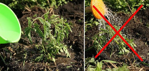  Bon arrosage des plants de tomate