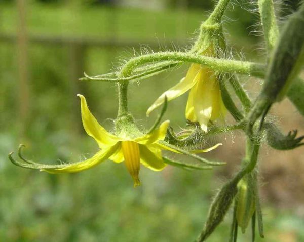  L'achat de plants avec inflorescences est l'une des erreurs les plus courantes lors de la culture de tomates.