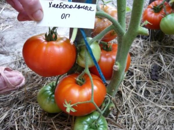  Variété de tomates mi-saison