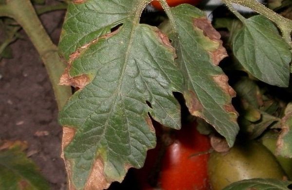  Makrosporia auf Tomatenblättern