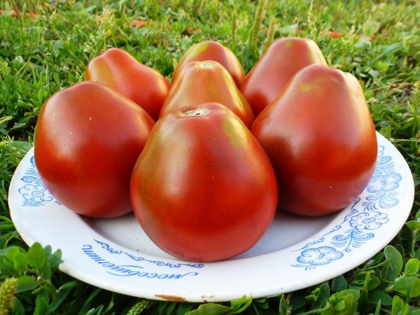  Gesunde Tomatenfrüchte müssen getrennt von verdorbenem geerntet werden