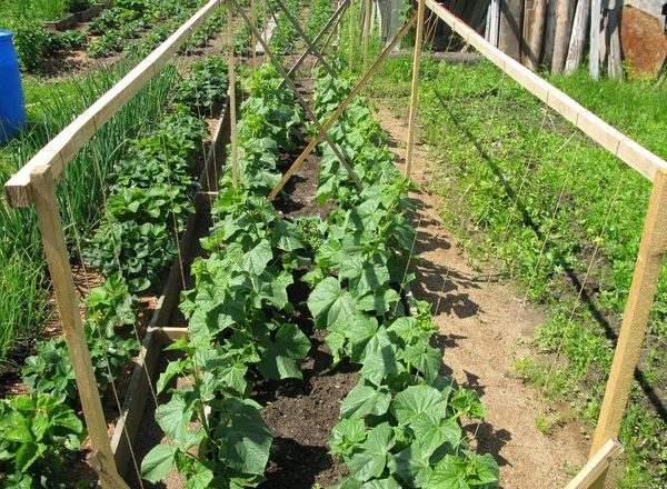  Cultivo de pepinos en el jardín.