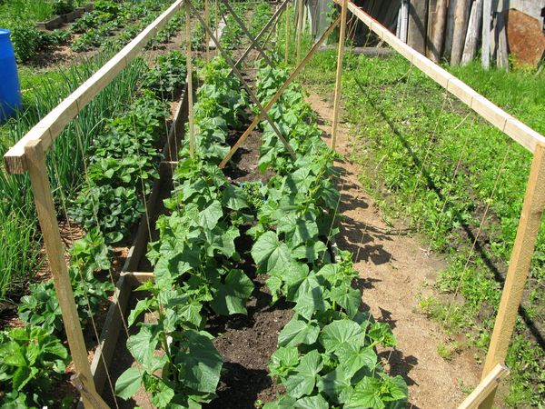  Cultivo de pepinos en el jardín.