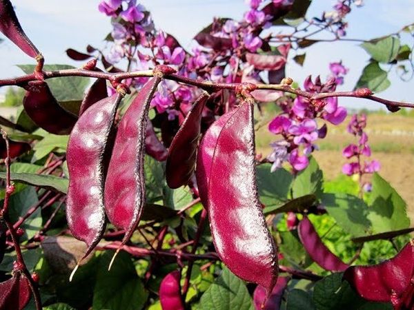  El color de las vainas decorativas depende directamente de la variedad.