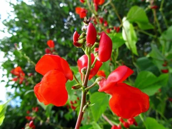  Caperucita Roja