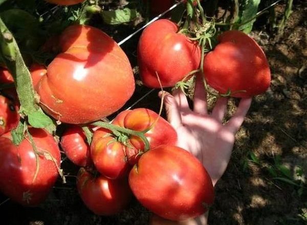  Tomate miracle de la terre