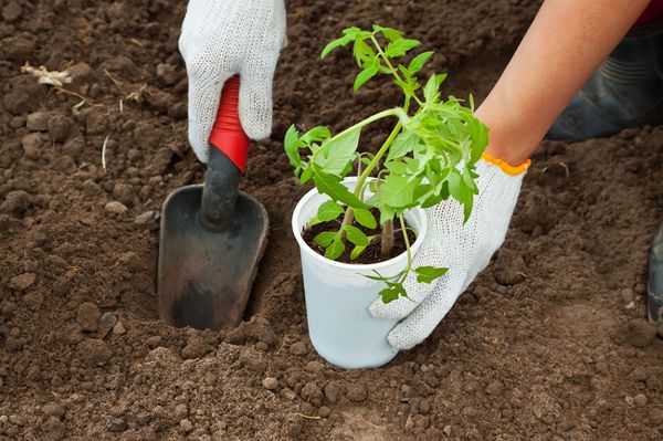  Plants plantés dans le sol au plus tôt le 20 mai