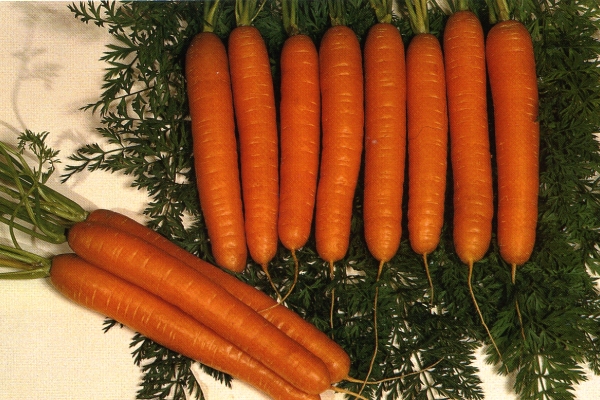  Variedad de zanahorias Reina del otoño: descripción y especificaciones, plantación y cuidado