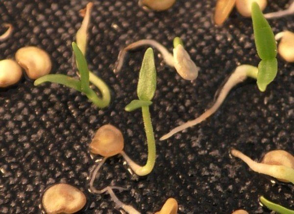  Semillas germinadas de pimiento ornamental.