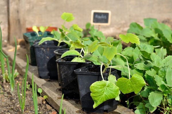  Qué hacer si se estiran las plántulas de calabacín