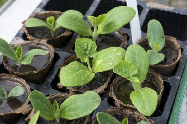  Las macetas de turba son ideales para el cultivo de plántulas de calabacín