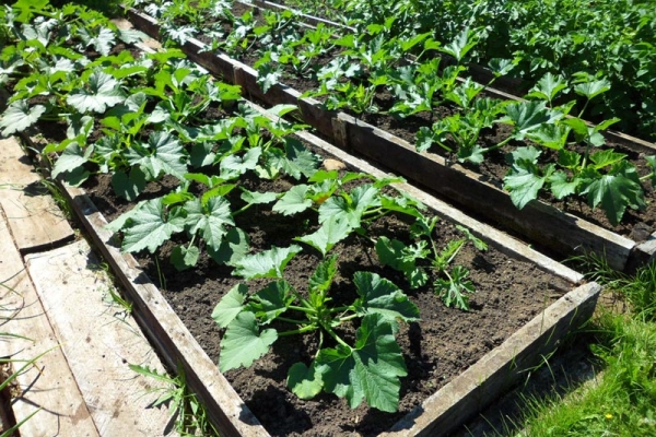  Las camas deben estar ubicadas en un lugar soleado, protegido de corrientes de aire.