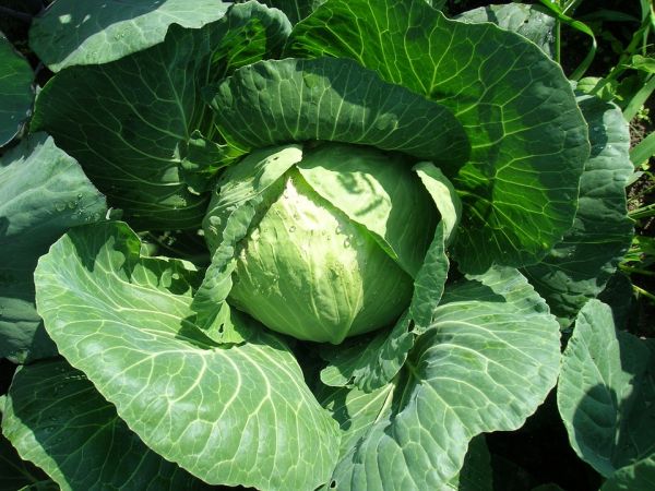  Características y descripción general de la variedad.