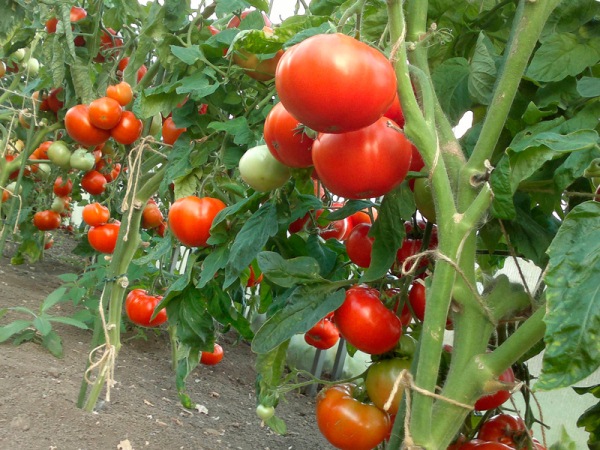  Anbau von Tomaten im Krasnodar-Gebiet