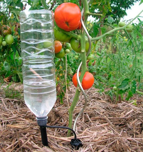  Transplantation de plants en pleine terre