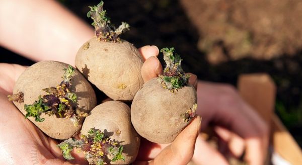  Avant de planter, les graines doivent bien se réchauffer.