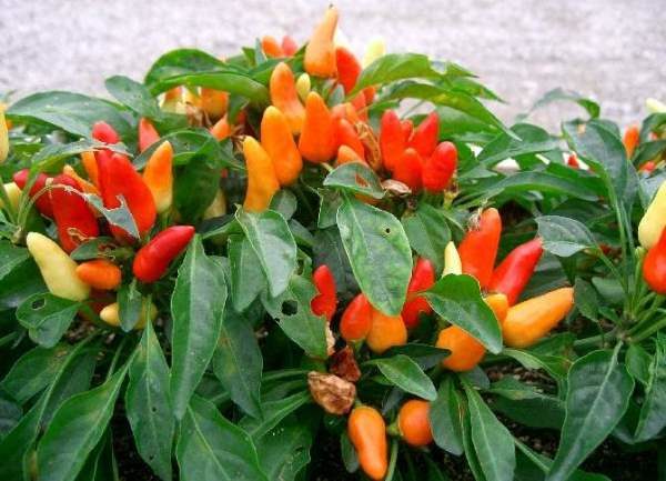  La luz solar directa puede causar quemaduras decorativas en la hoja de pimiento.