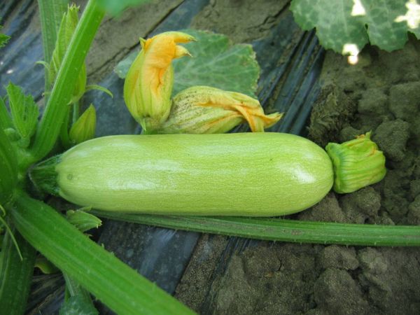  Fruta peso calabacín Kavili puede llegar a 300 gramos