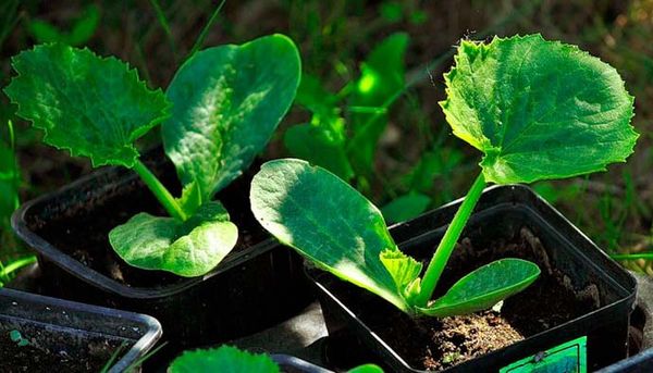  Las plántulas de Cavili se plantan en el suelo a la edad de 30 días.