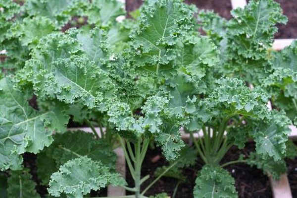  Plántulas plantadas en el suelo a una profundidad de la primera hoja