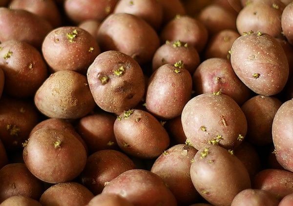  Les légumes-racines à planter doivent avoir la taille d'un œuf de poule.