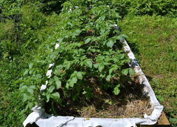  Les rangées de pommes de terre plantées doivent être éclairées par le soleil toute la journée