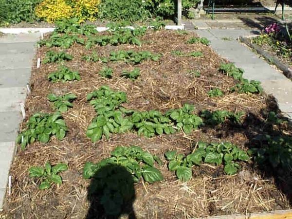  Le hilling des arbustes de pommes de terre est fait par compost de mauvaises herbes