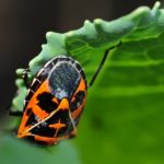  Lucha contra el insecto crucífero