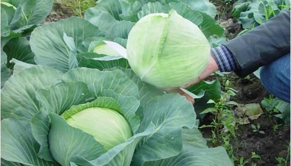  Las ventajas y desventajas de la variedad.