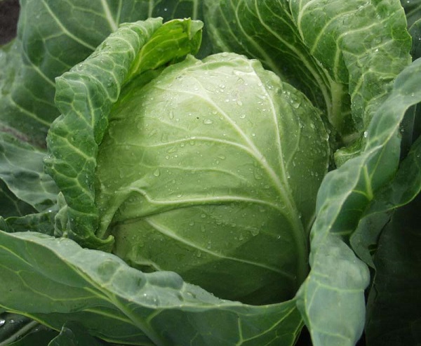  Características y descripción botánica de la variedad.